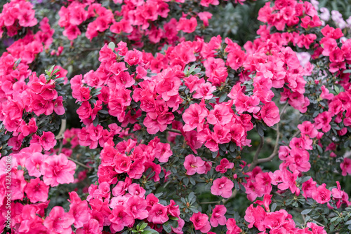 red azalea, gardening concept, bush of blooming azalea, background for a card. Spring flowers