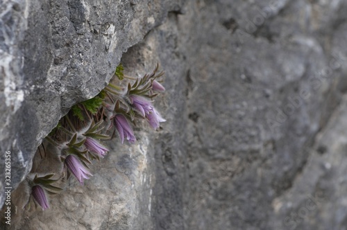 korea wild plants flower macro photograph