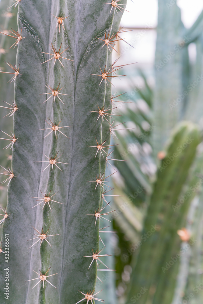 Big green cactus in a desert. Giant Saguaro cactus. Big green cactus in a desert. Giant Saguaro cactus.