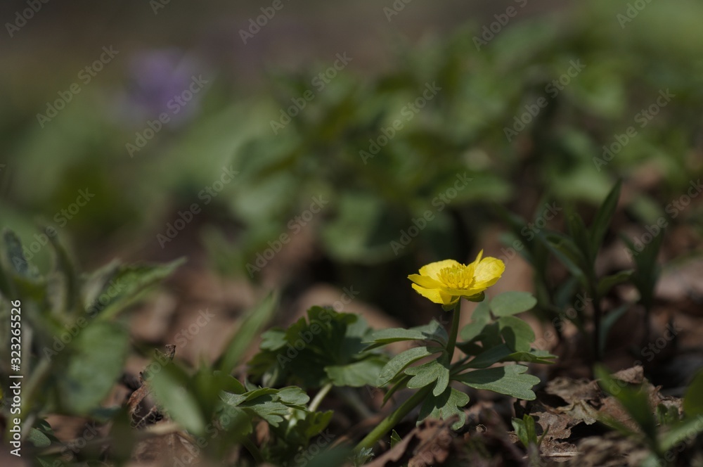 korea wild plants flower macro photograph korea wild plants flower macro photograph