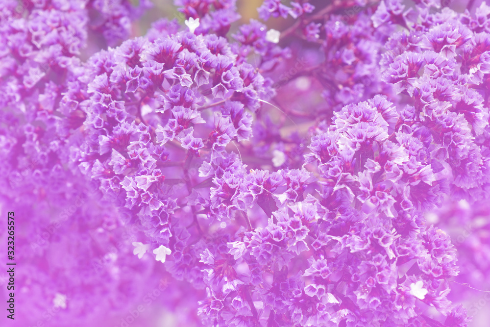 Close-up bloom Purple violet Flower with Copy space - Abstract Background , Floral backdrop and beautiful detail Close-up bloom Purple violet Flower with Copy space - Abstract Background , Floral backdrop and beautiful detail