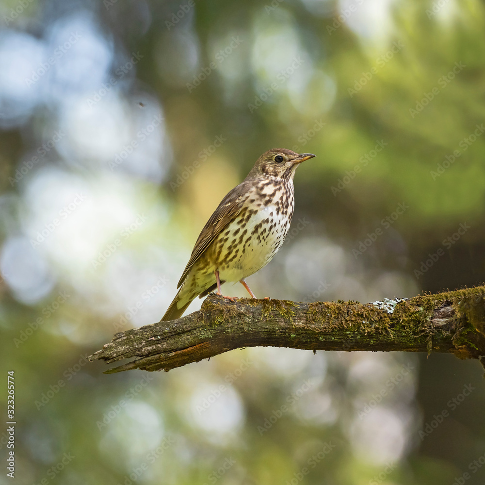 The song thrush (Turdus philomelos) is a thrush that breeds across much of Eurasia. The song thrush (Turdus philomelos) is a thrush that breeds across much of Eurasia.