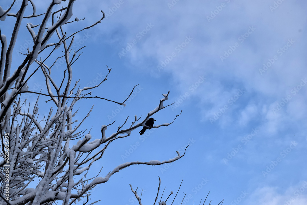 Crows On Tree Branches. Black Birds On Branch Crows On Tree Branches. Black Birds On Branch