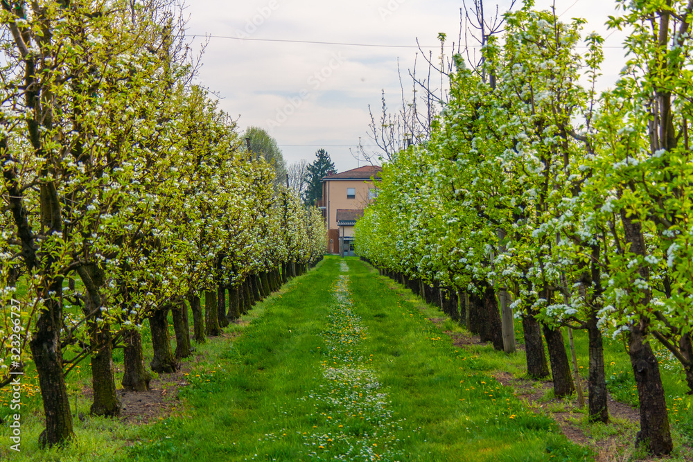 Un frutteto di pere in primavera a Modena, Emilia Romagna, Italia Un frutteto di pere in primavera a Modena, Emilia Romagna, Italia