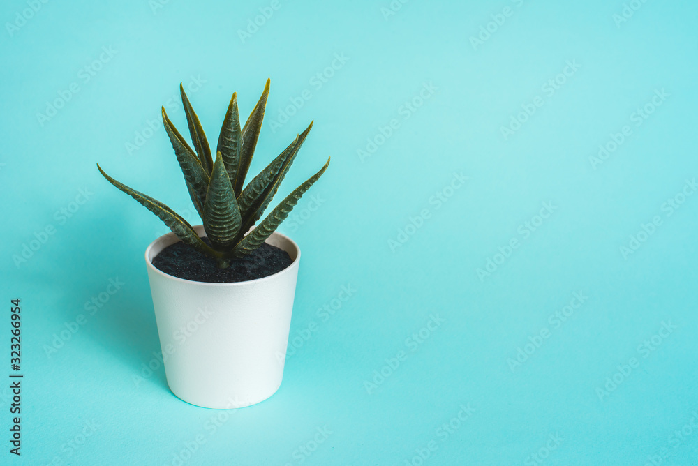 Green plant in a white pot on a blue background. Flower shop. Buying indoor plants.