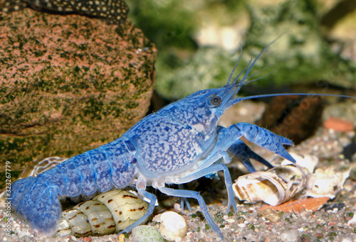 freshwater crayfish blueclaw in a freshwater aquarium