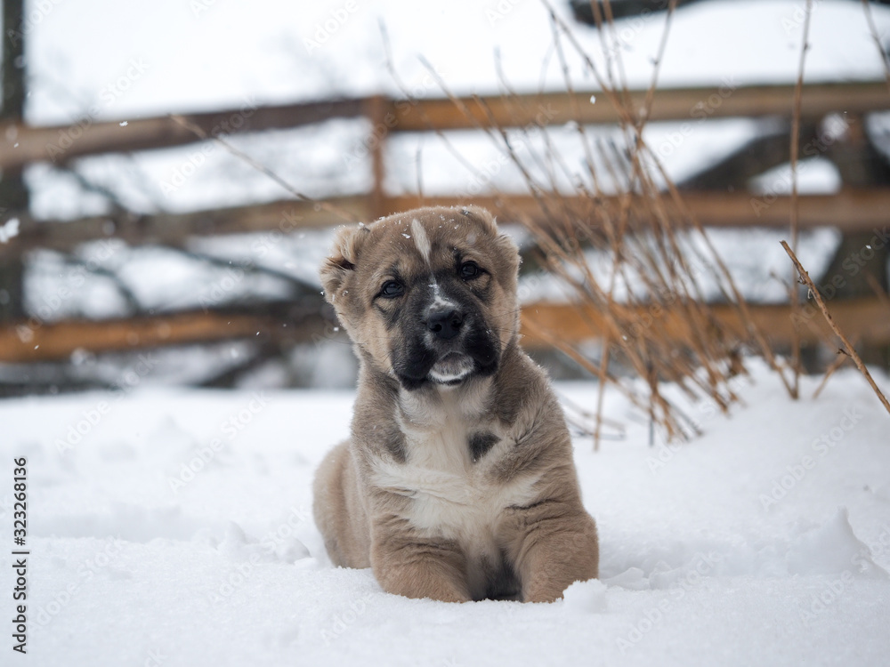 Cute puppy sitting in the snow. Dog Central Asian shepherd