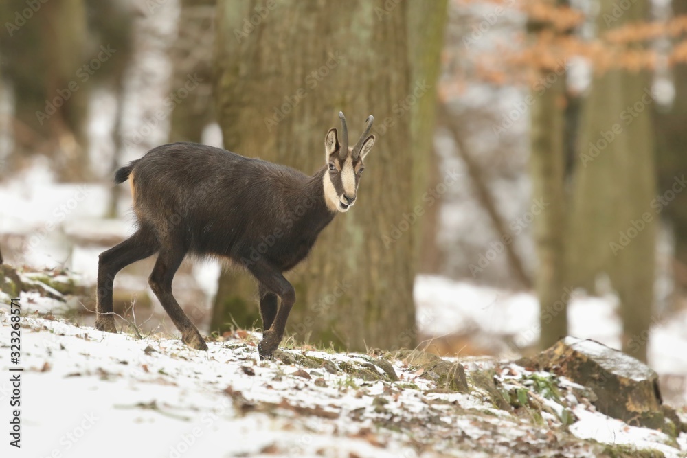 Chamois in the winter forest. Rupicapra rupicapra, Studenec hill, Czech Republic, Animal from Alp. Wildlife scene with animal Chamois in the winter forest. Rupicapra rupicapra, Studenec hill, Czech Republic, Animal from Alp. Wildlife scene with animal