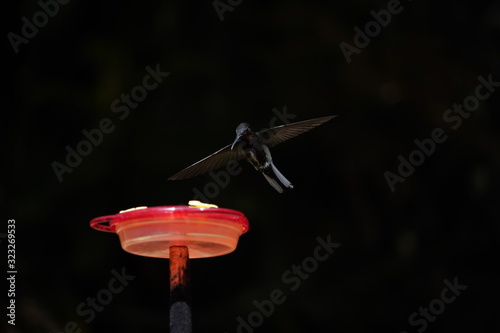 Black Jacobin Hummingbird photo