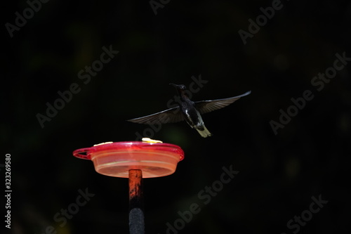 Black Jacobin Hummingbird photo