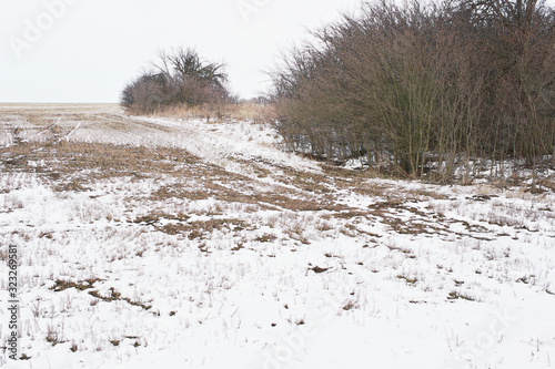  landscape with trees and snow