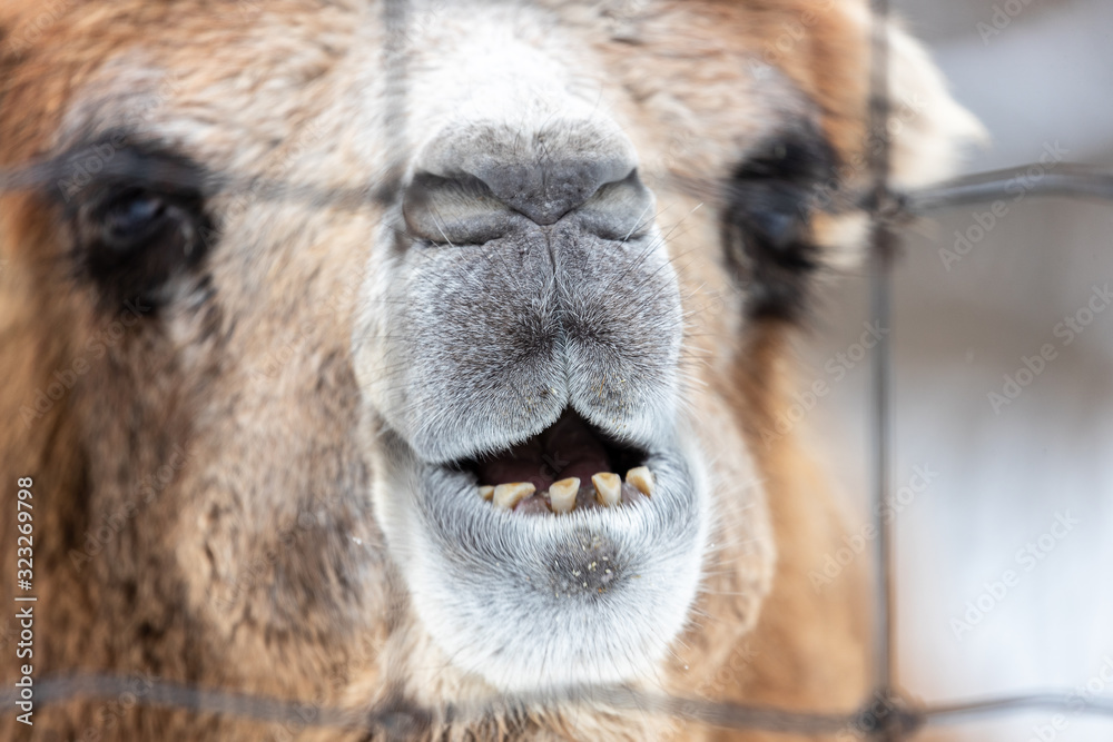 portrait of camel