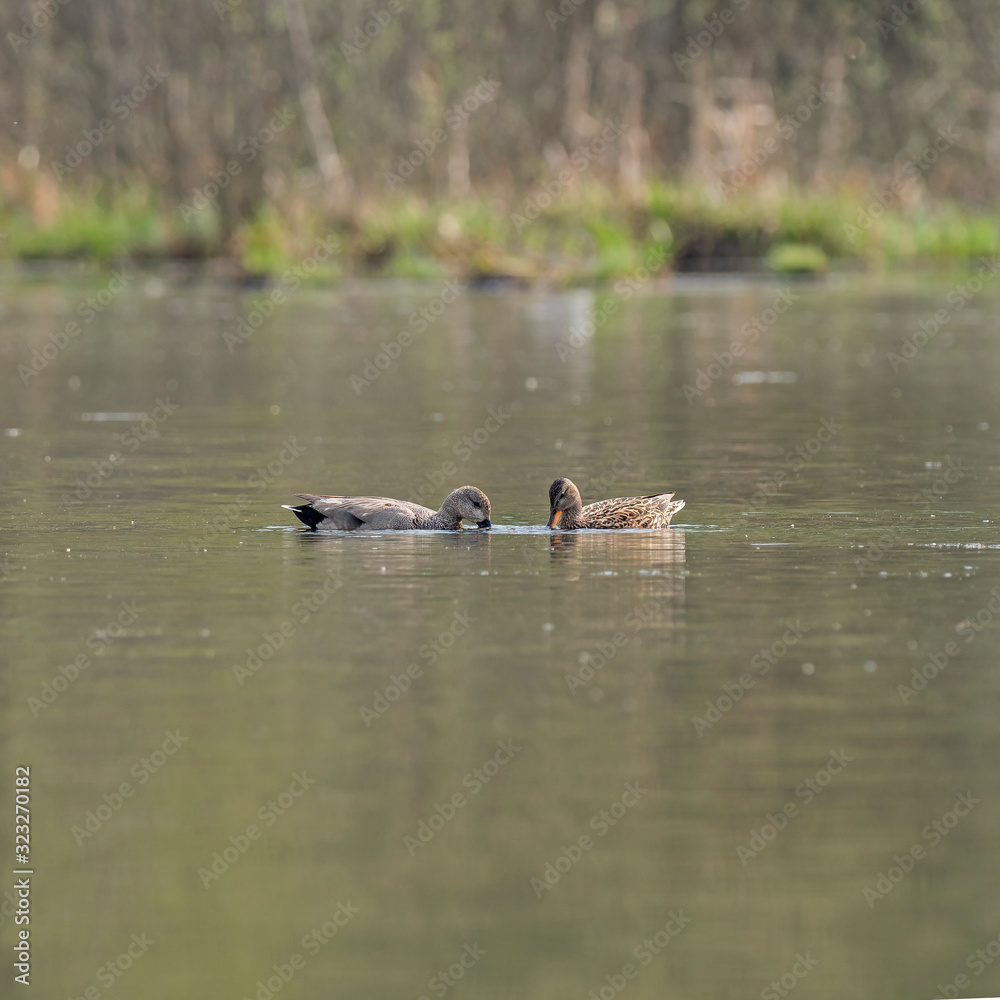 Gadwall in a typical breeding ecosystem. The gadwall is a common and widespread dabbling duck in the family Anatidae. Gadwall in a typical breeding ecosystem. The gadwall is a common and widespread dabbling duck in the family Anatidae.