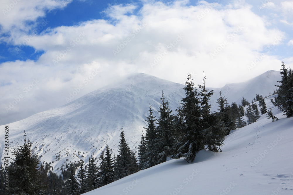 Fototapeta premium Hoverla Mountain in winter.