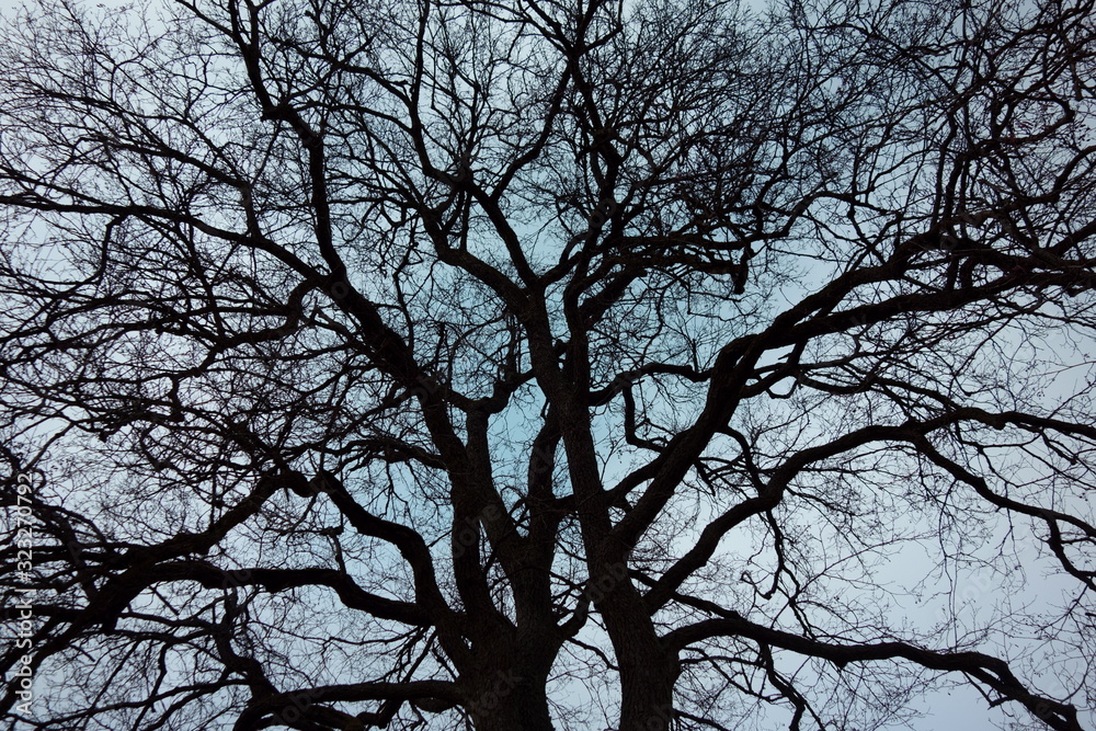 Branches and twigs, leafless tree top against the blue sky, landscape Branches and twigs, leafless tree top against the blue sky, landscape