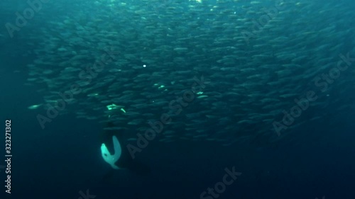 orcas, killer whales hunting for herrings in the fjords of Norway