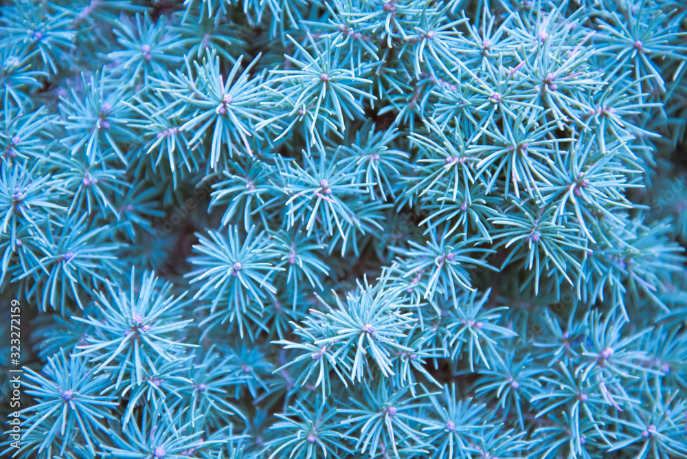 Canadian spruce close-up. Abstract dark green color. Stylish Wallpaper, background. Canadian spruce close-up. Abstract dark green color. Stylish Wallpaper, background.