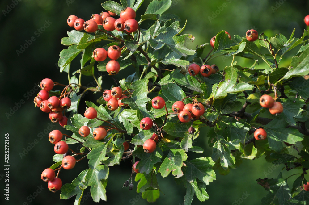 Obraz premium Ripened hawthorn berries