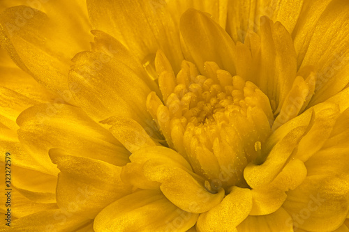 Chrysanthemum morifolium © Mark