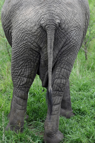 African elephant is the tail to the camera. © okyela