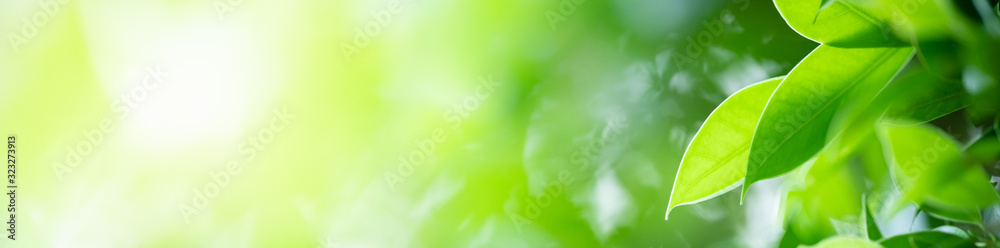 Plakat Nature of green leaf in garden at summer. Natural green leaves plants using as spring background cover page greenery environment ecology wallpaper