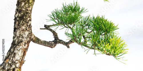 A close-up of the branches of a pine bonsai isolated on white background.