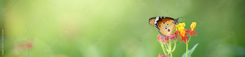 Nature of butterfly and flower in garden using as background butterflies day cover page or banner template brochure landing page wallpaper design Nature of butterfly and flower in garden using as background butterflies day cover page or banner template brochure landing page wallpaper design