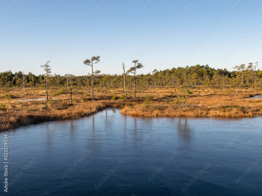 beautiful bog landscape in the morning beautiful bog landscape in the morning