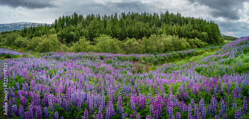 Impossible Iceland - panoramic view of meadow field with violet lupin and forest at South-East Iceland