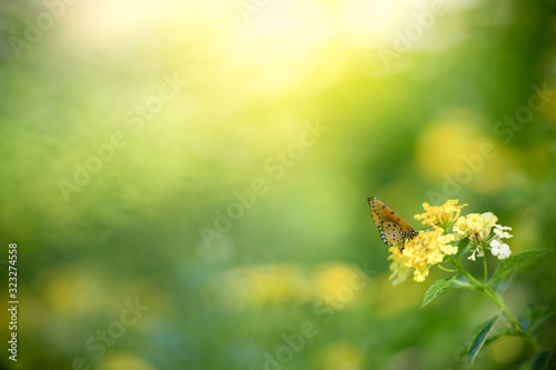 Canvas Print Nature of butterfly and flower in garden using as background butterflies day cov