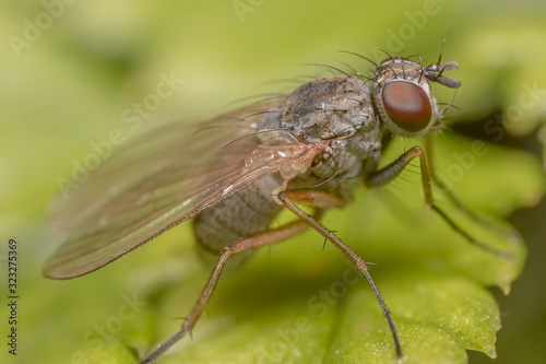 Housefly