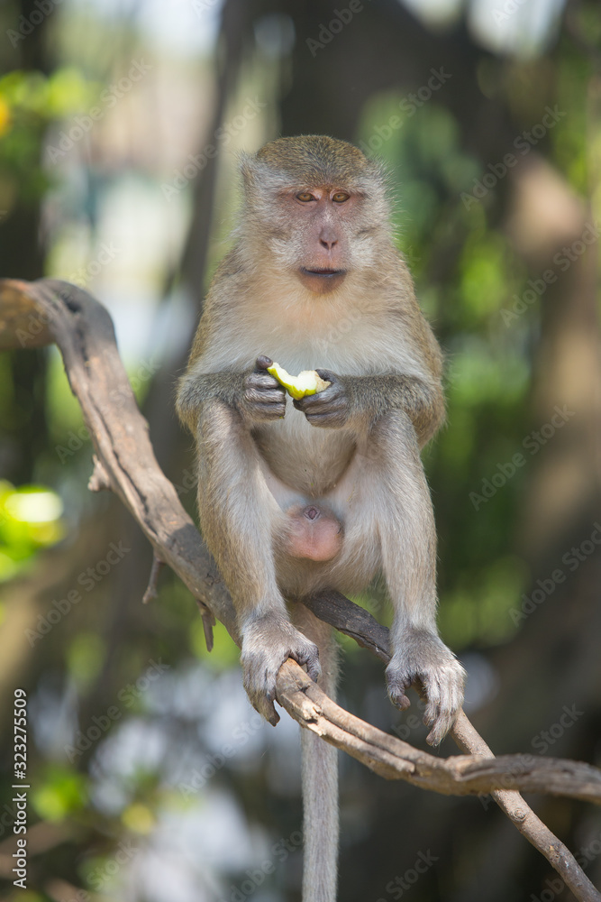 Portrait of macaque monkey in thailand