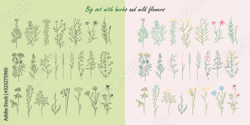 Big set with hand drawn herbs and wild flowers.