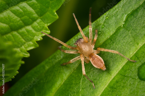 Sac Spider (Clubiona trivialis)