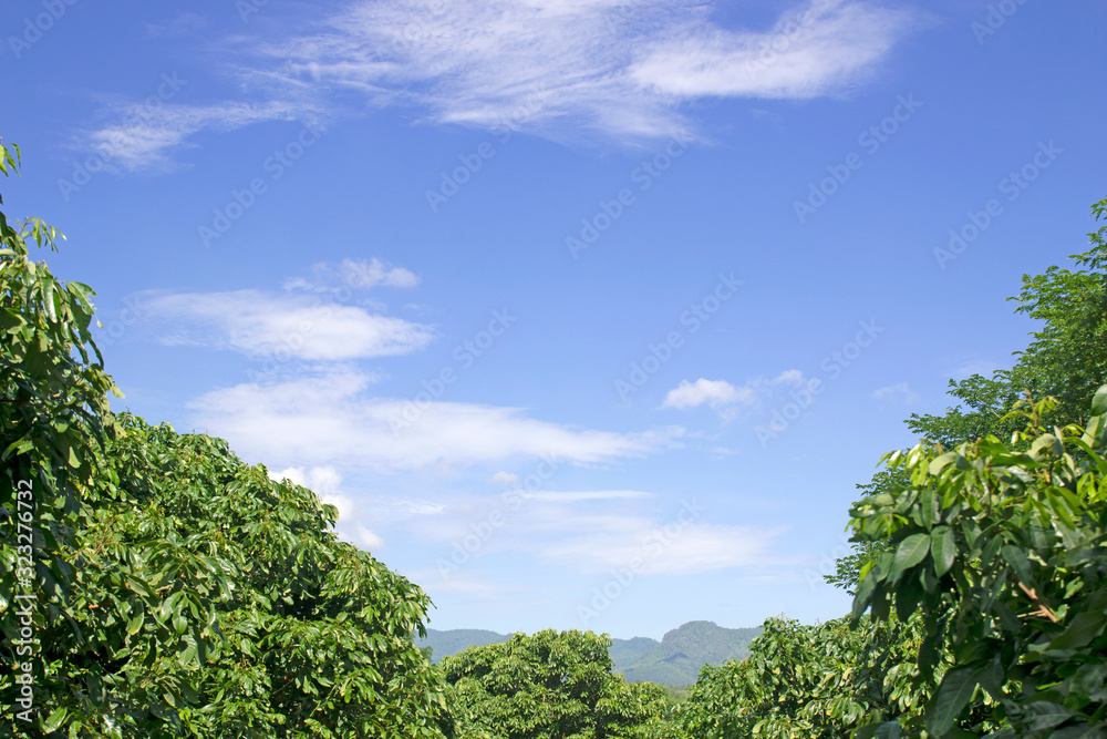 Obraz premium Green trees and blue sky