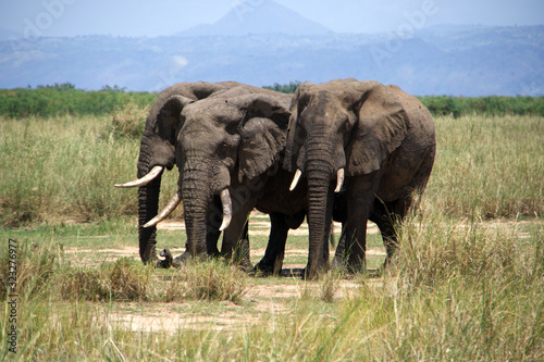 herd of elephants