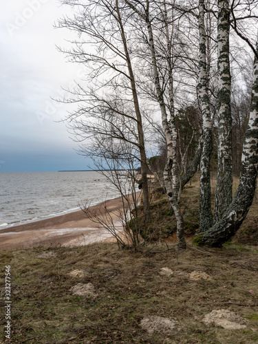 Fototapeta Naklejka Na Ścianę i Meble -  landscape with trees, steep sea shore