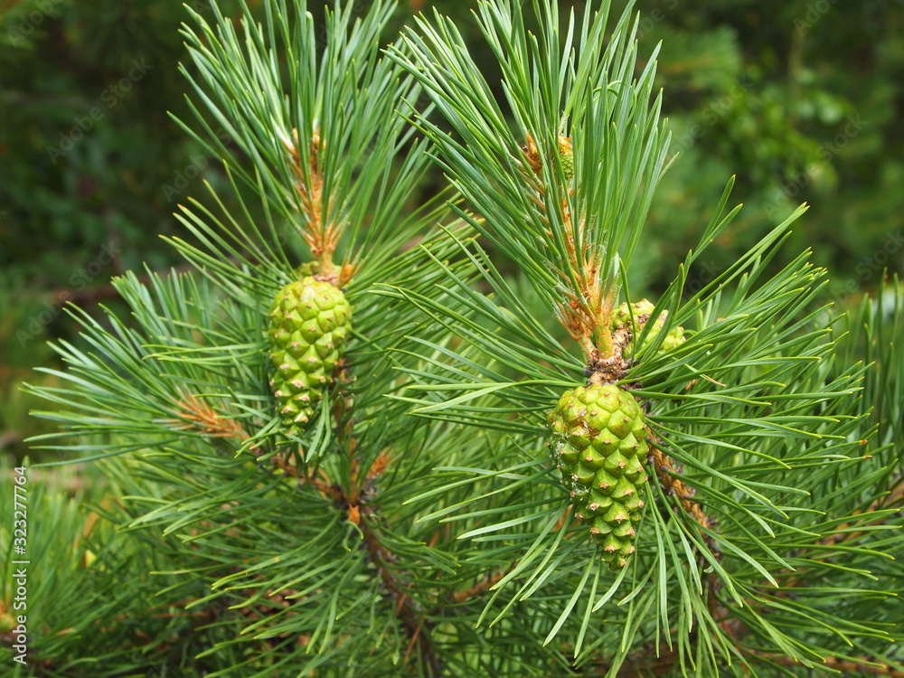 Closeup young green pine cones. Two cones hang on a pine branch. Closeup young green pine cones. Two cones hang on a pine branch.