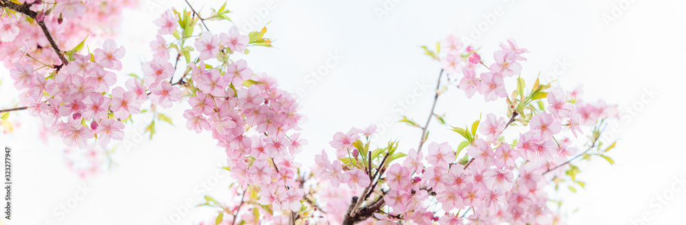 Fototapeta 満開の河津桜 白背景 クロースアップ パノラマ