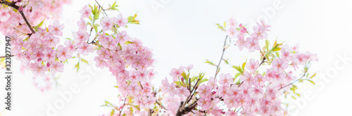 満開の河津桜 白背景 クロースアップ パノラマ