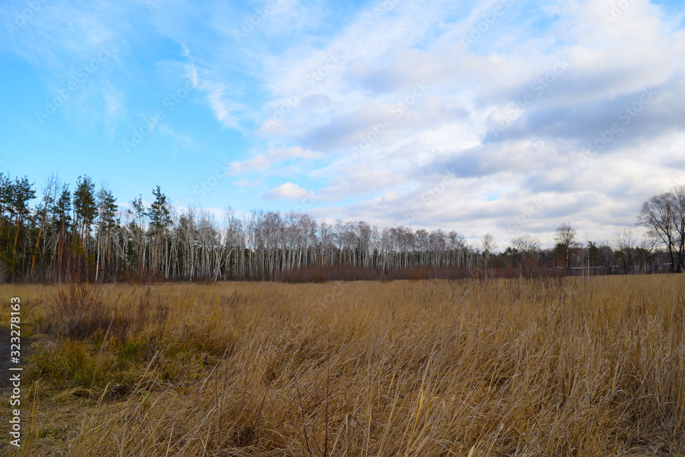 View across a dry field to the forest dark in the distance. View across a dry field to the forest dark in the distance.