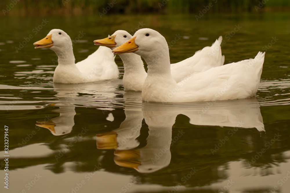 Large White Aylesbury Pekin Peking Duck Goose Low level water view with white plumage and yellow beaks and bills group flock photo