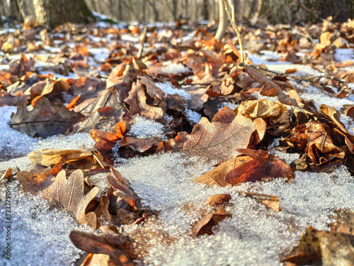 Melting snow on brown leaves forest on sunny day