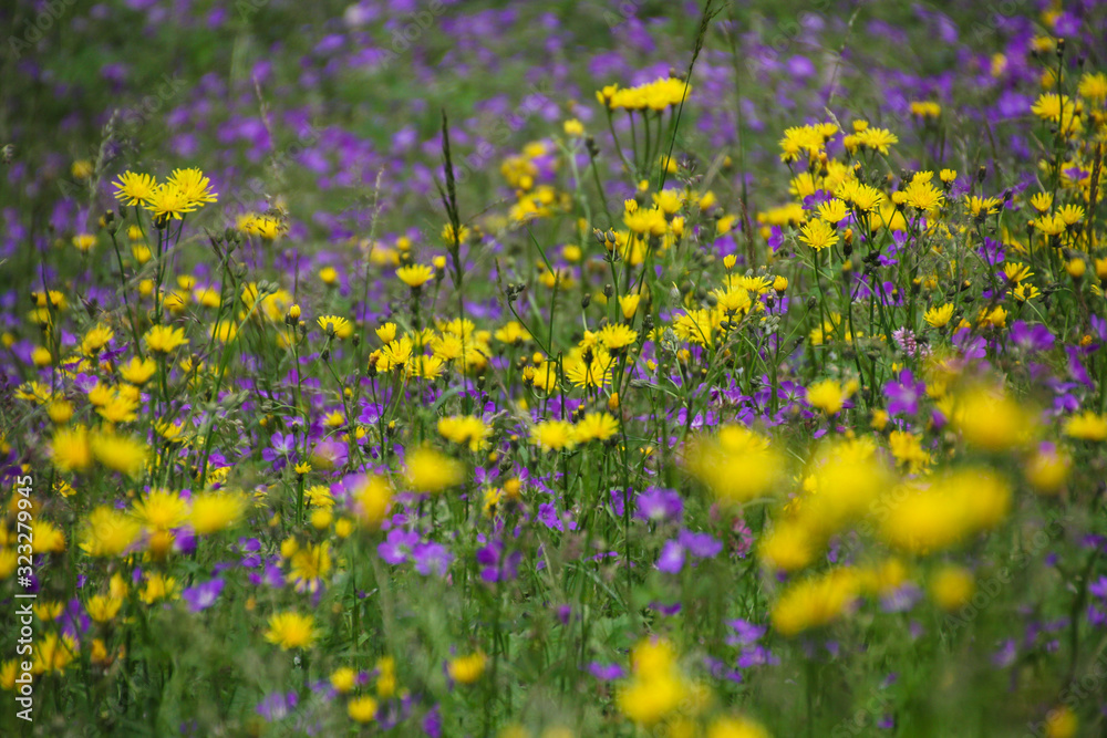 Obraz premium yellow flowers
