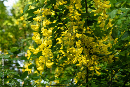 Fototapeta Naklejka Na Ścianę i Meble -  Tree with yellow flowers of Laburnum anagyroides, the common laburnum, golden chain or golden rain, in full bloom in a sunny spring garden, beautiful outdoor floral background
