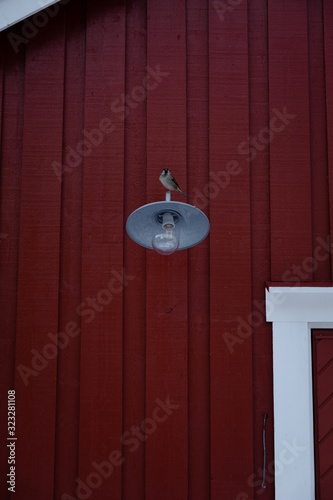 A lonely bird is sitting on a lamp. Wooden wall pattern of a red norwegian house in a background. Natural wildlife captured in touristic fishing village called Nusfjord, located in Lofoten islands.