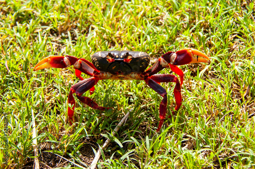 Cuban red crab (Gecarcinus ruricola) in the grass, Cuba photo