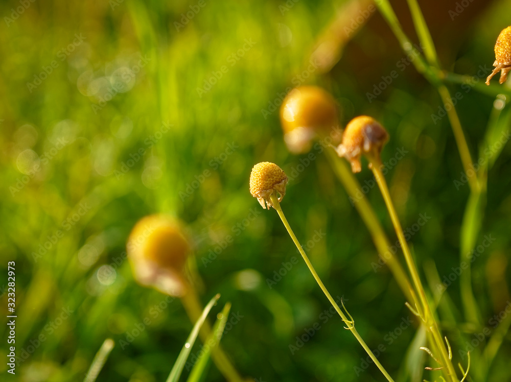 chamomile without petals in the garden, Russia chamomile without petals in the garden, Russia