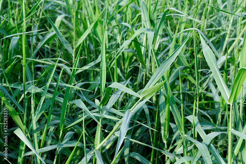 Close up Field of Green grass background  Paragrass  Brachiaria mutica 