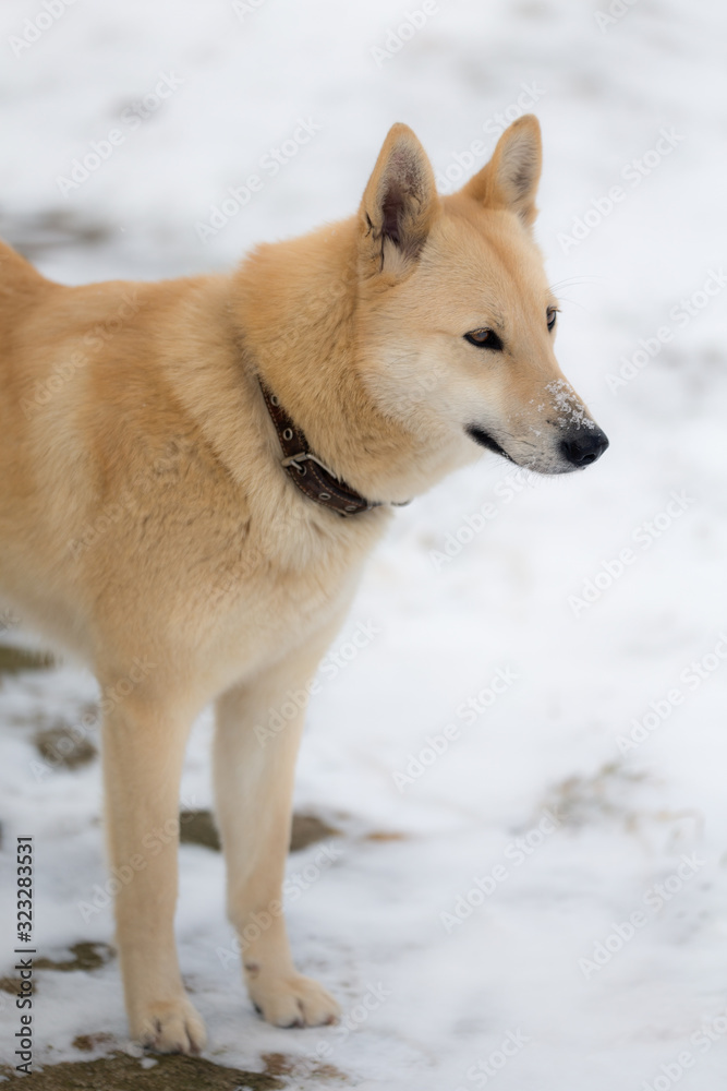 portrait of husky portrait of husky